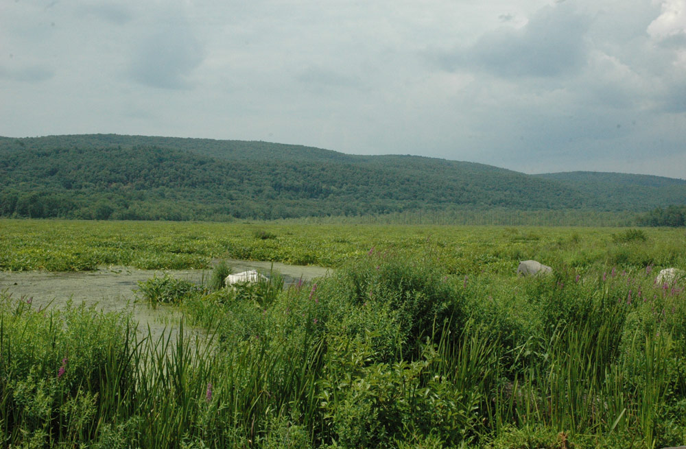 Basha Kill Wildlife Management Area