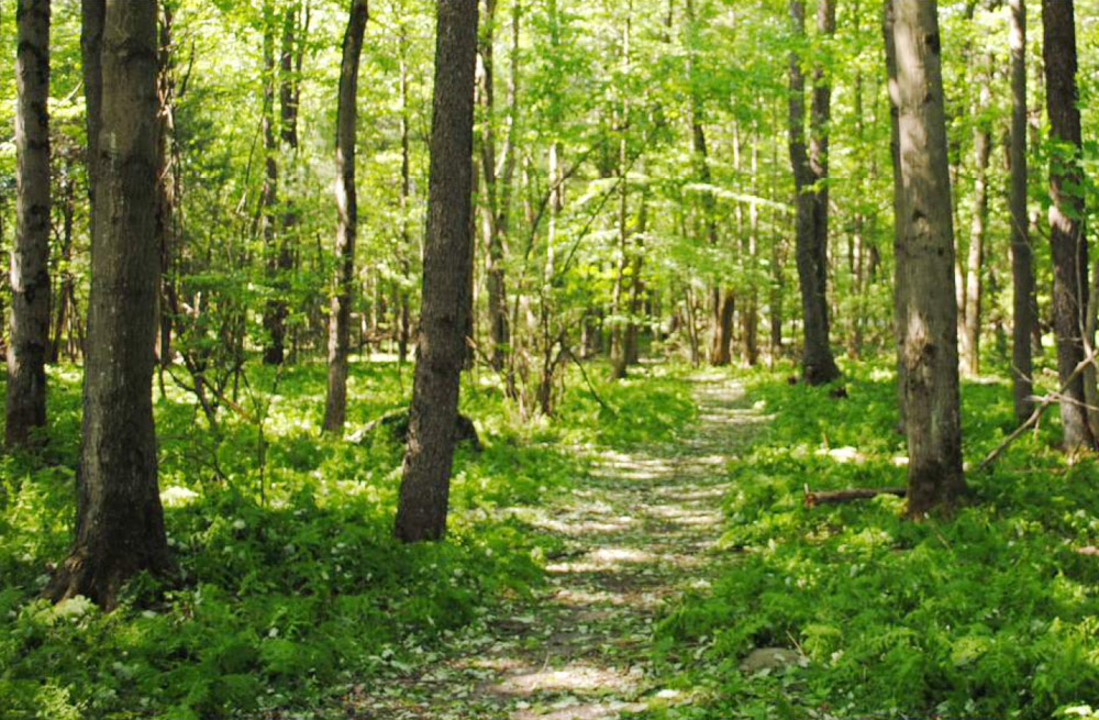 De Hoyos Memorial Park paths