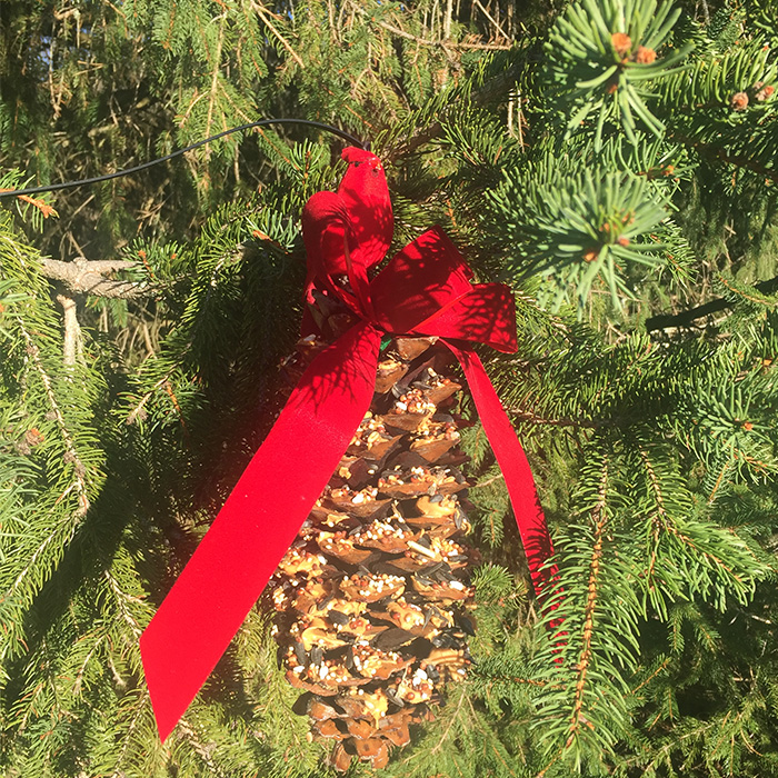 Pinecone feeder